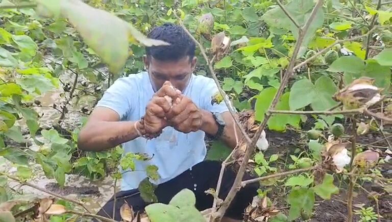 धुळे तालुक्यात झालेल्या मुसळधार पावसामुळे कपाशी मका पिकांचे मोठे नुकसान; शेतकरी चिंतेत…