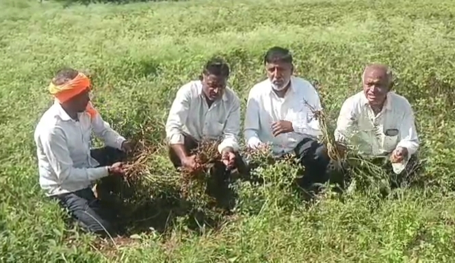 Dhule News शेतातील पिकांचे नुकसान करणाऱ्या डुक्करांचा बंदोबस्त करा; शेतकऱ्यांची प्रशासनाकडे मागणी