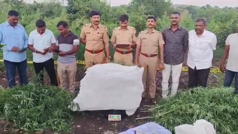 थाळनेर पोलिसांची धडक कारवाई! अनेर डॅम परिसरात ५४ लाखांचा गांजा केला नष्ट