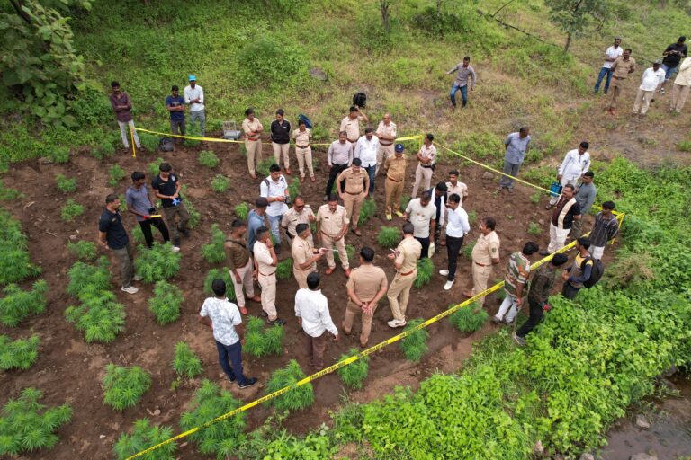 धुळे : शिरपूरमध्ये 90 गुंठ्यांवर गांजाची बेकायदा शेती; 7 कोटी 68 लाखांचा गांजा जप्त